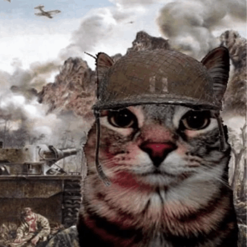 cat-war
